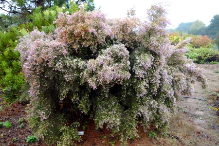 Erica canaliculata - UC Santa Cruz Arboretum - DSC07303