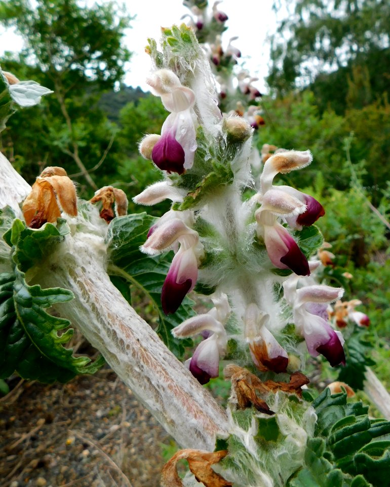 Eremostachys laciniata 2