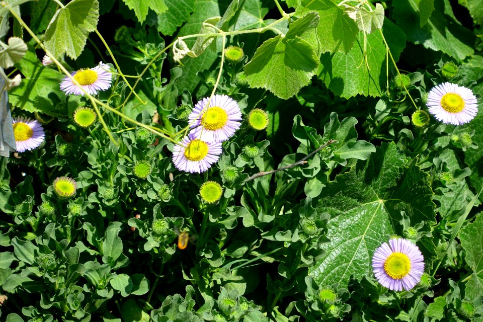 Erigeron glaucus 'Bountiful' - Manhattan Beach Botanical Garden - Manhattan Beach, CA - DSC01210