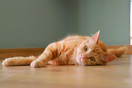 Pet portrait cute cat