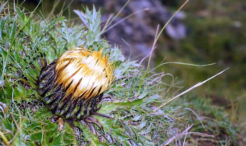 Flower nature plant