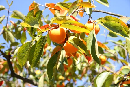 Persimmon fruit dried persimmon