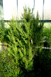 Erica arborea - Wilhelma Zoo - Stuttgart, Germany - DSC01876
