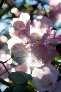 Backlighting nature pink