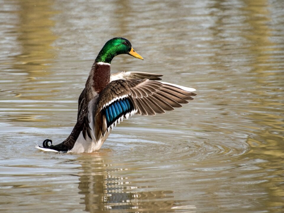 Wing water plumage