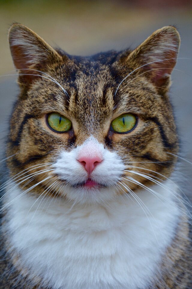 Animal futrzak sweet
