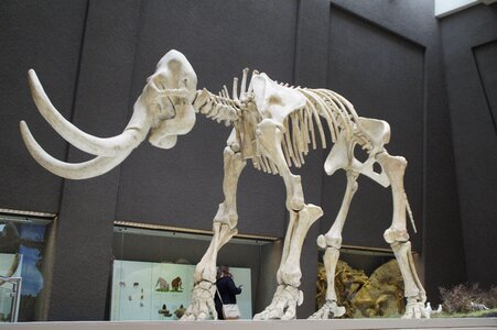 Exhibit mammal tusks