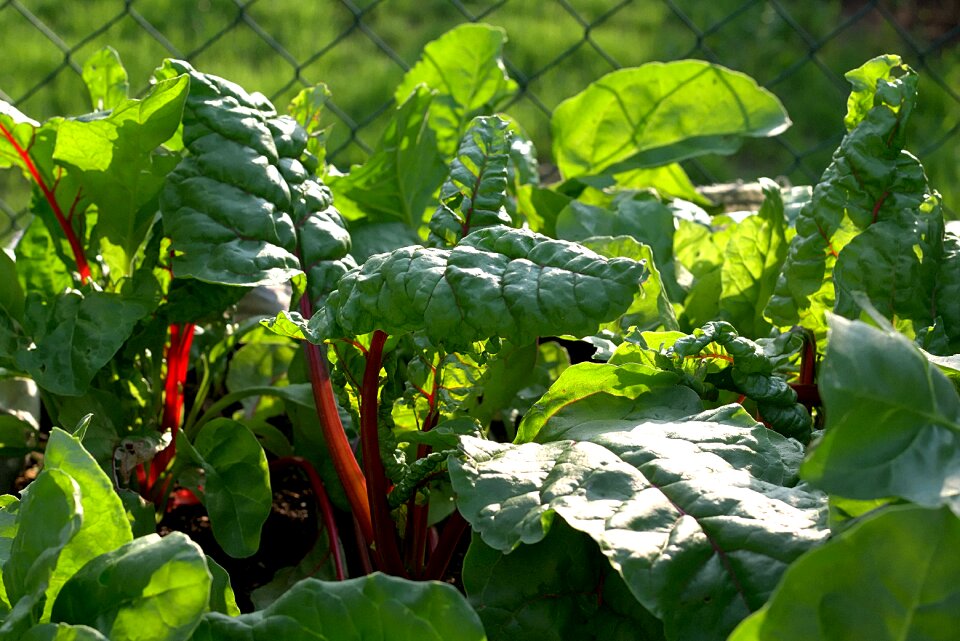 Leaf veins food vitamins