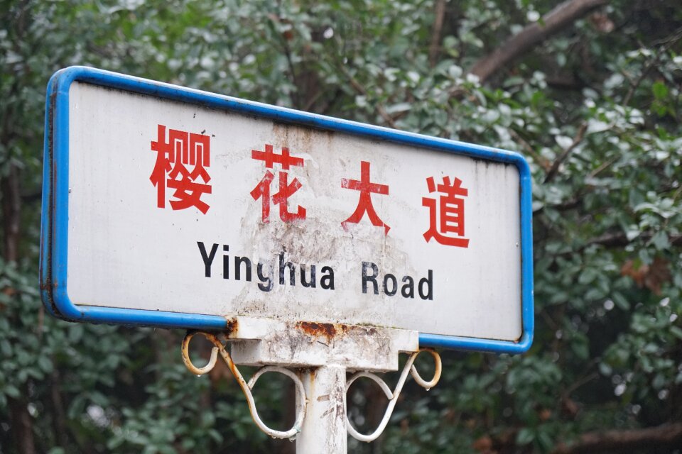 Cherry blossom avenue wuhan