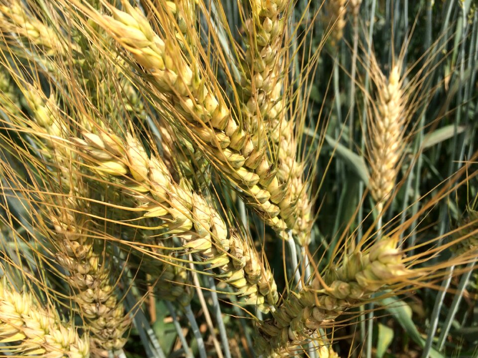 Wheat grain fresh natural