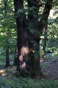 Esskastanie bei Mammolshain (2)