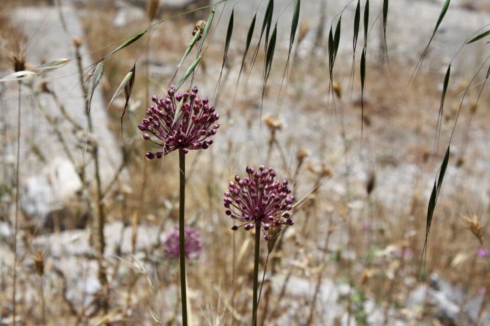 Plants violet flowers