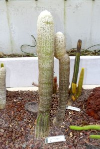 Espostoa melanostele - Orto botanico - Rome, Italy - DSC00052