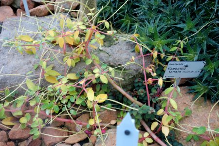 Espostoa lanata - Botanischer Garten, Dresden, Germany - DSC08833