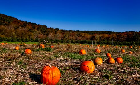 Halloween harvest outdoor photo