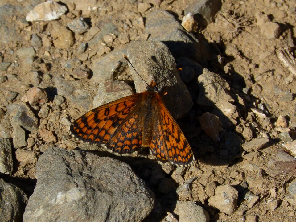 Butterfly priorat montsant