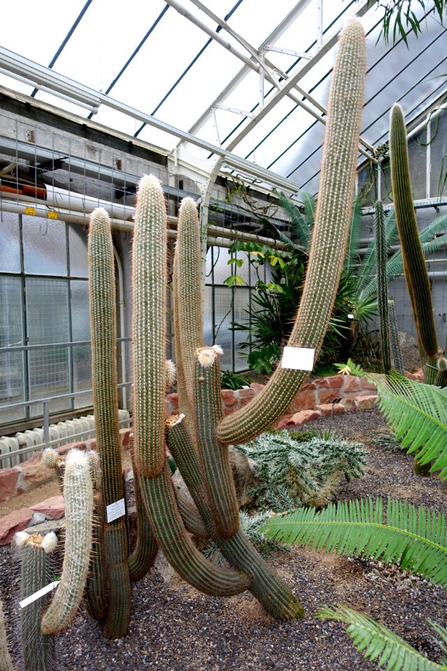 Espostoa lanata - Botanischer Garten - Heidelberg, Germany - DSC01366