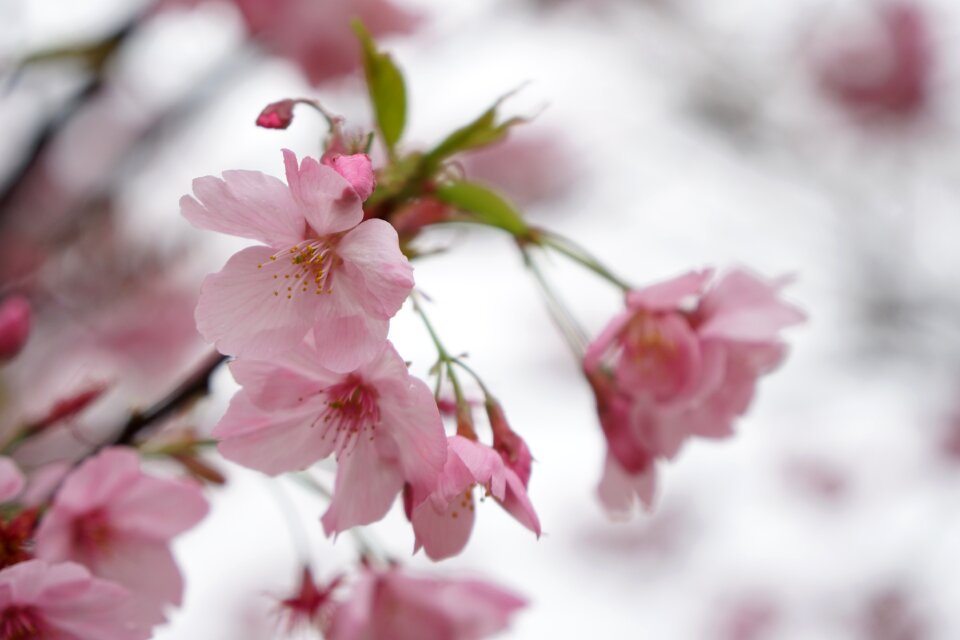 Wuhan cherry blossom pink