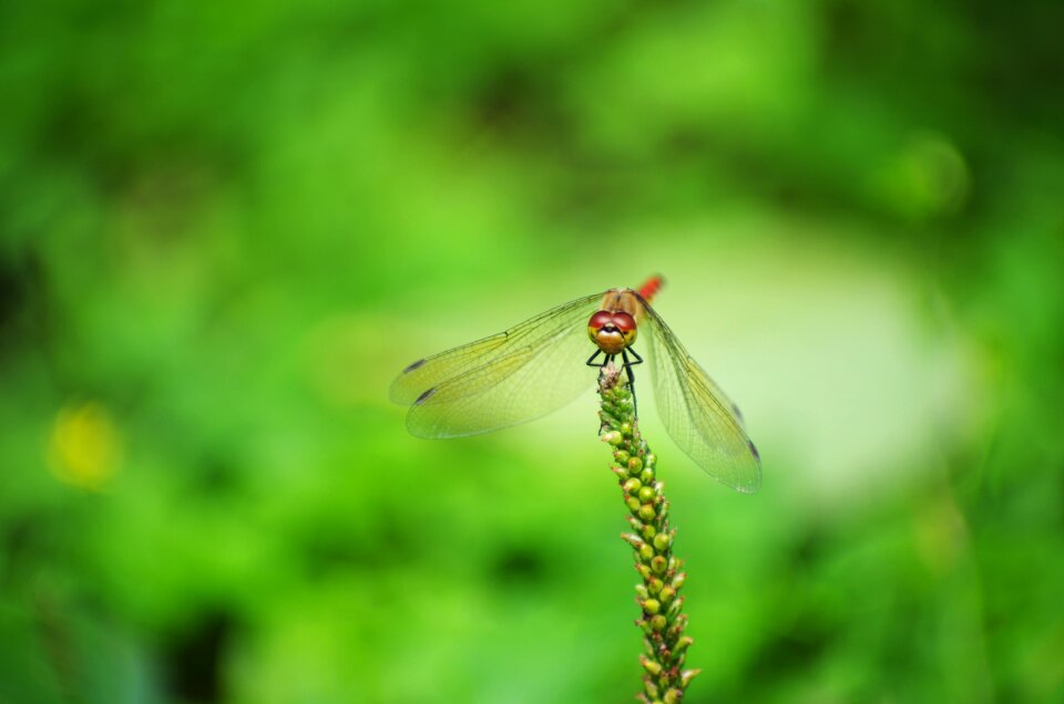 Bug insect green