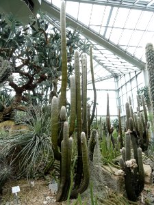 Espostoa lanata - Palmengarten Frankfurt - DSC01765