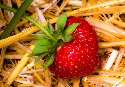 Fruits sweet food photo