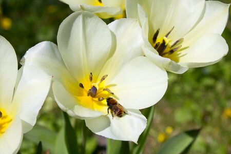 Spring bee blossom