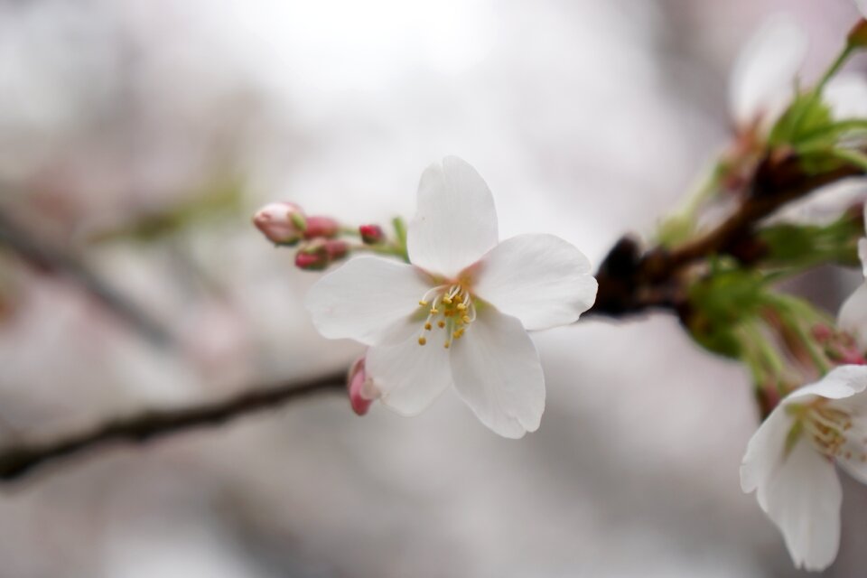 Wuhan cherry blossom wuhan university