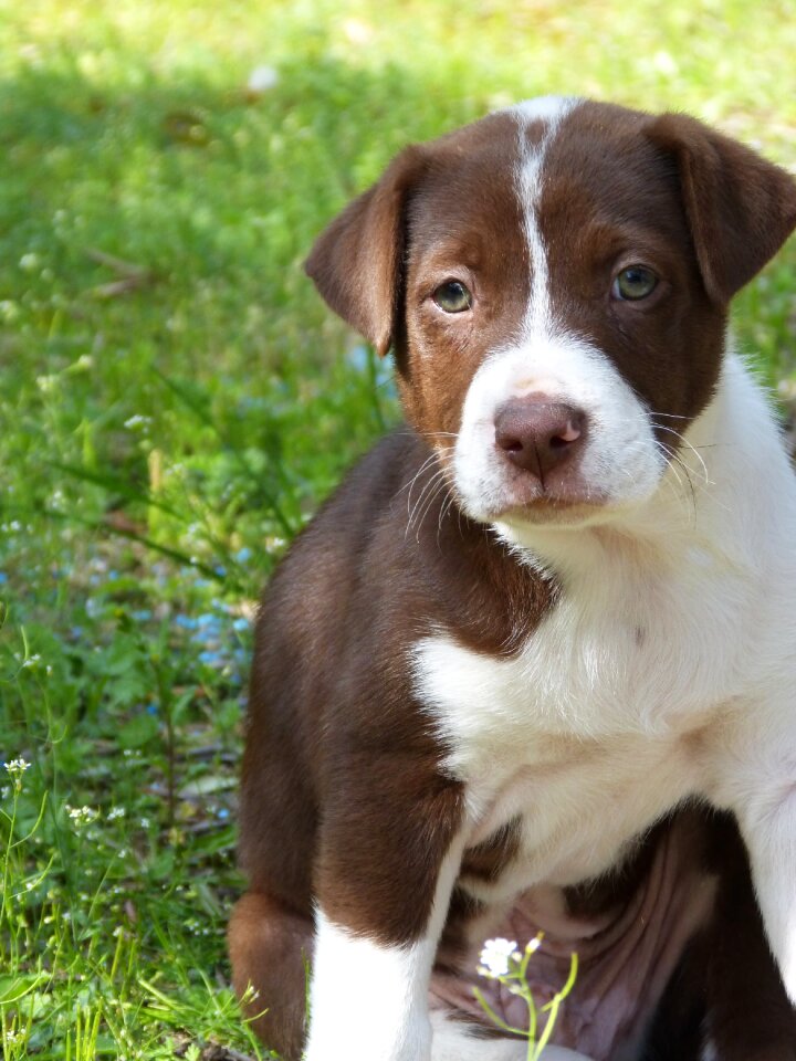 Puppy adorable field