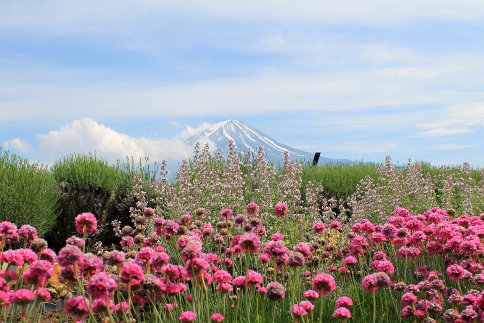 Fuji san flower nature