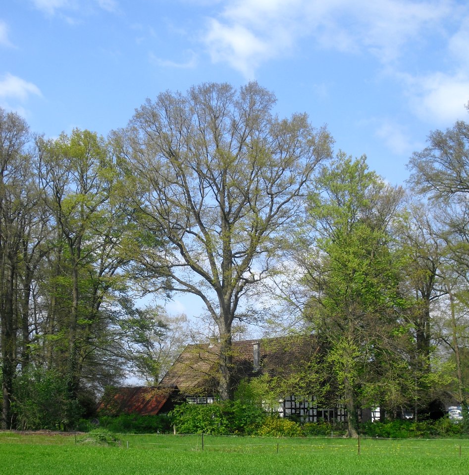 Espeln - Eiche am Braukenhof