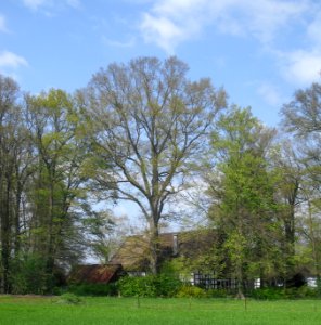 Espeln - Eiche am Braukenhof