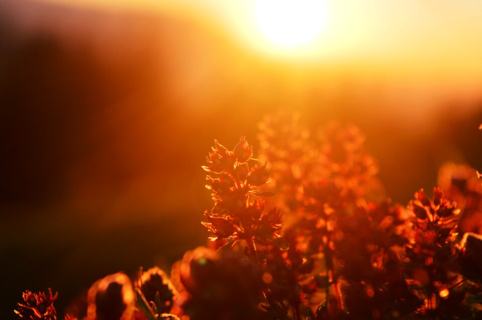 Sunny sunlight mood