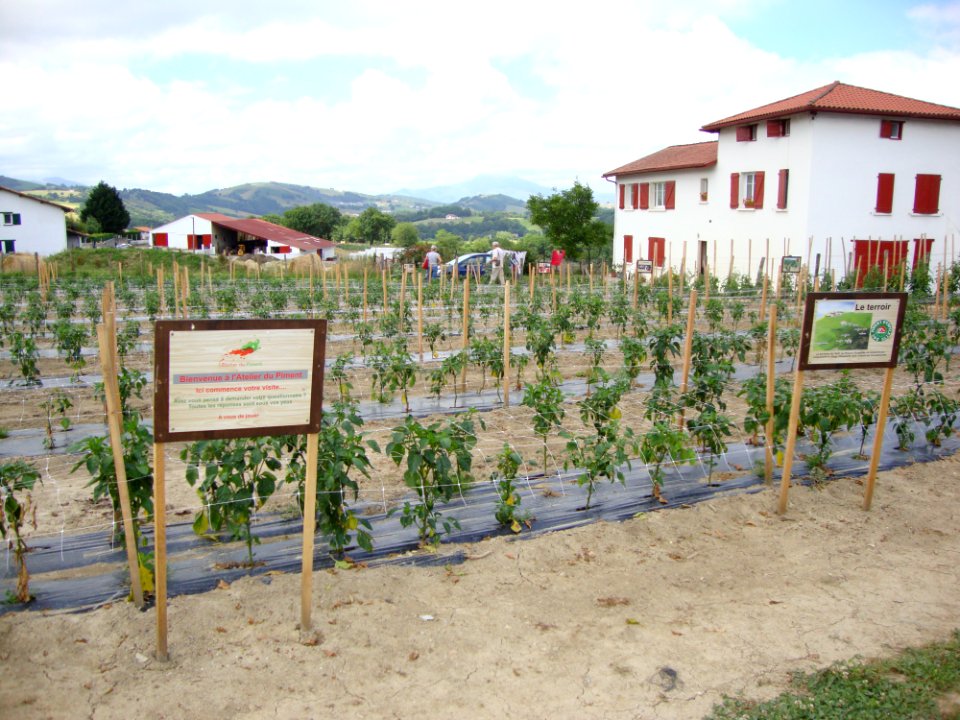 Espelette (Pyr-Atl. Fr) field of Espelette pepper
