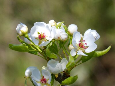 Flowery fruit tree flowery branch