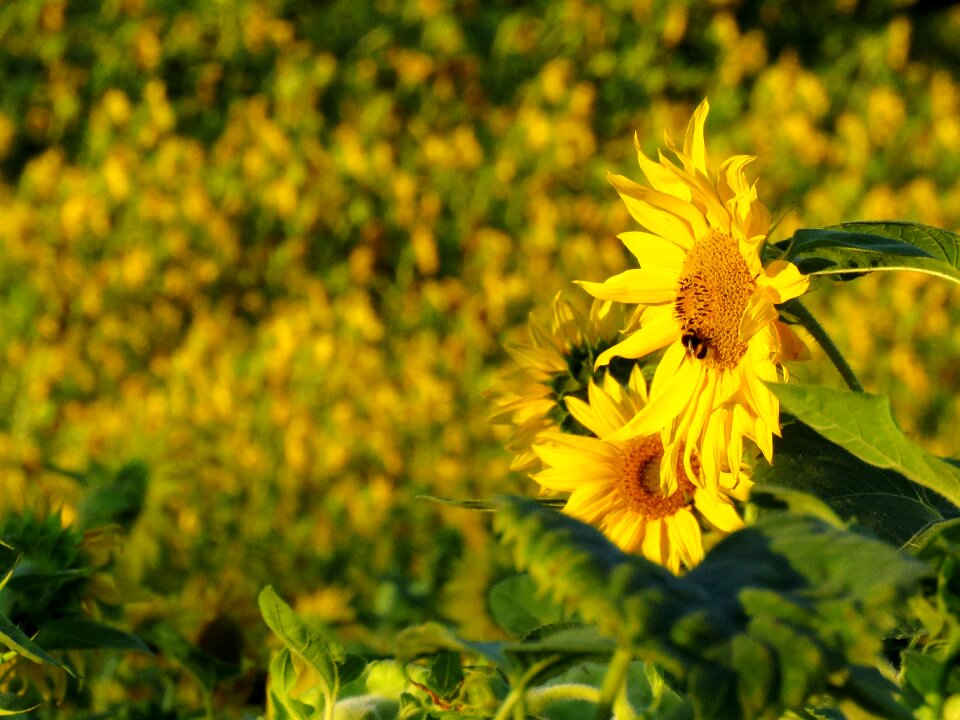 Summer helianthus bloom