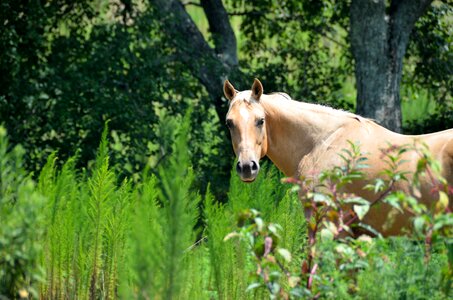 Nature animal stallion photo