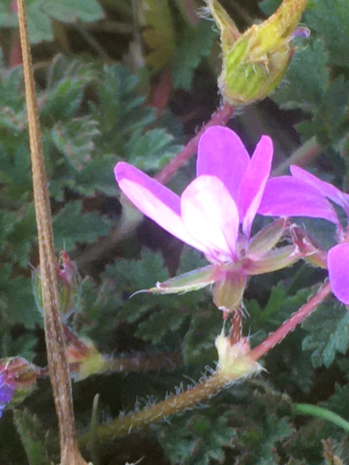 Erodium cicutarium 113791979