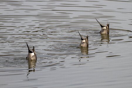 Ducks diving bird