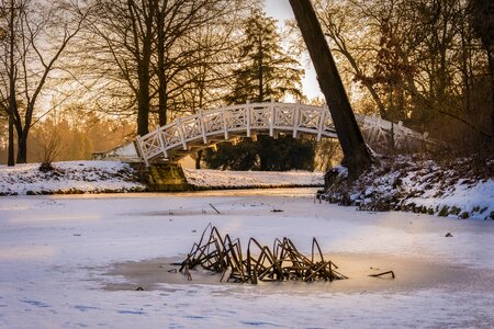 Cold snow trees photo