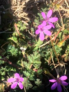 Erodium cicutarium 113791973