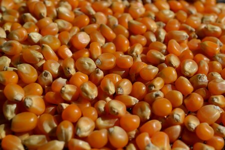 Popcorn wheat cereals