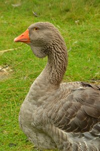 Beak lobe pasture photo