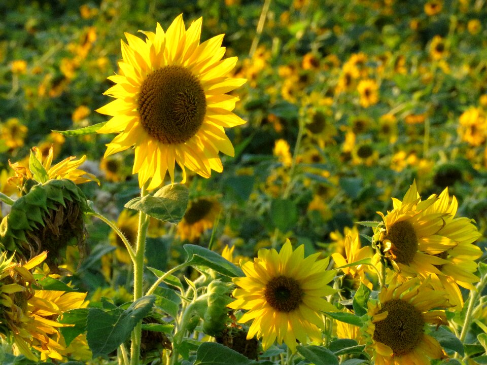 Yellow flower sunflower field