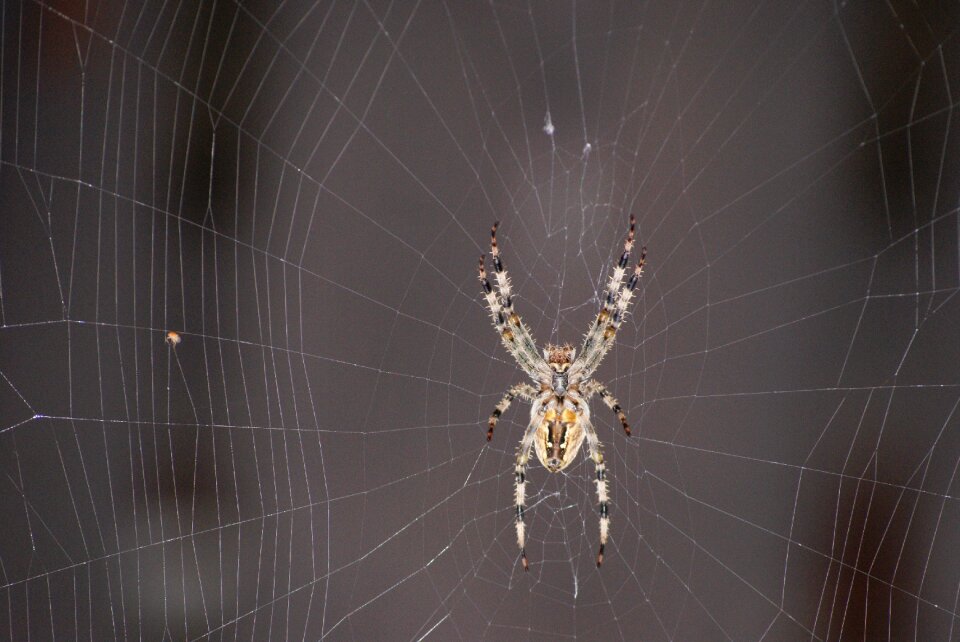 Araneus waiting victim