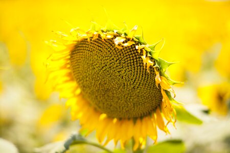 Yellow flower nature spring