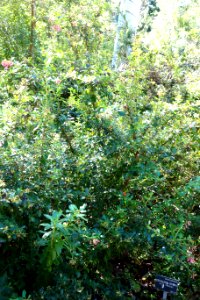 Escallonia rubra - San Francisco Botanical Garden - DSC09864