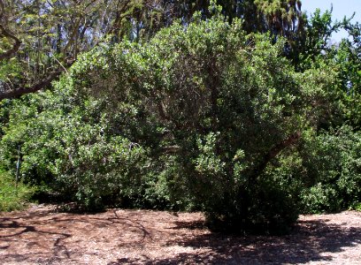 Escallonia bifida