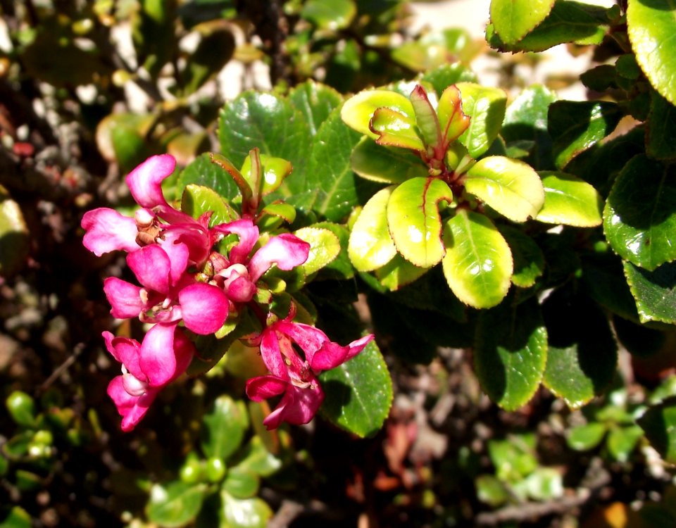 Escallonia 'Newport Dwarf'