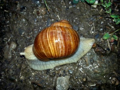 Escargot 2015 05 01