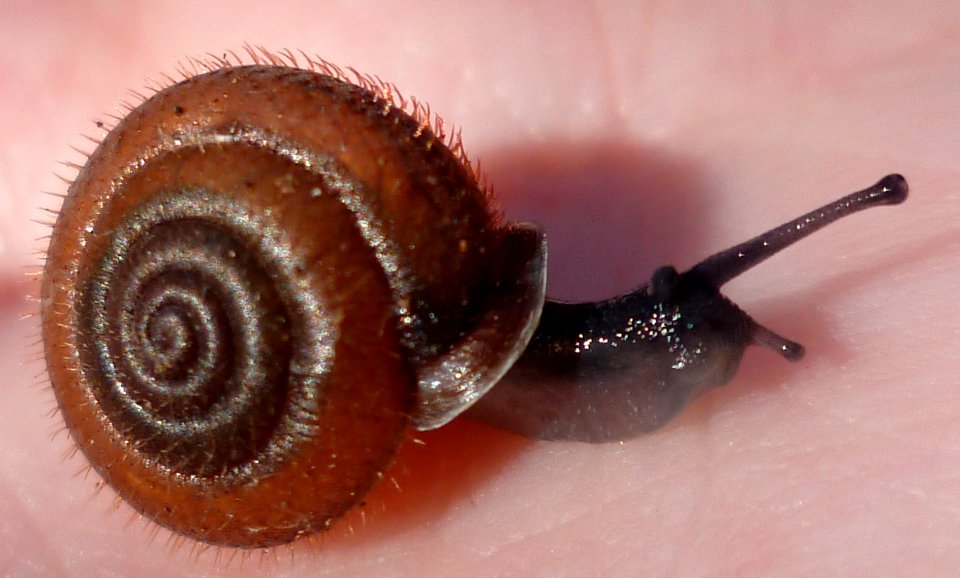 Escargot poilu, profil